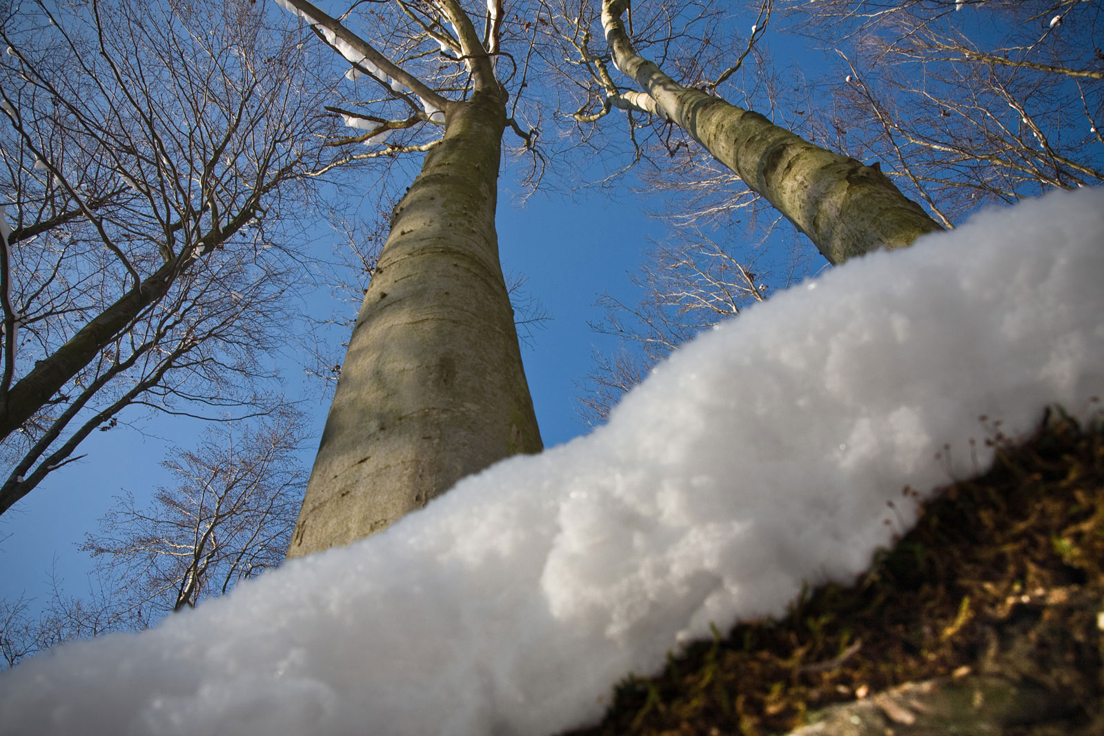 Zima w Lesie Pańskim przy miejscowości Mogilany