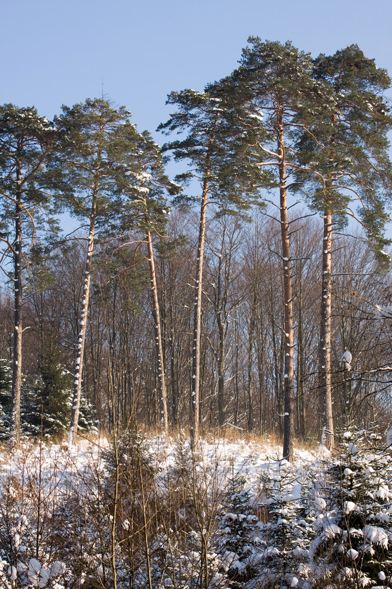 sosny zimą w Lesie Bronaczowa na słoncu