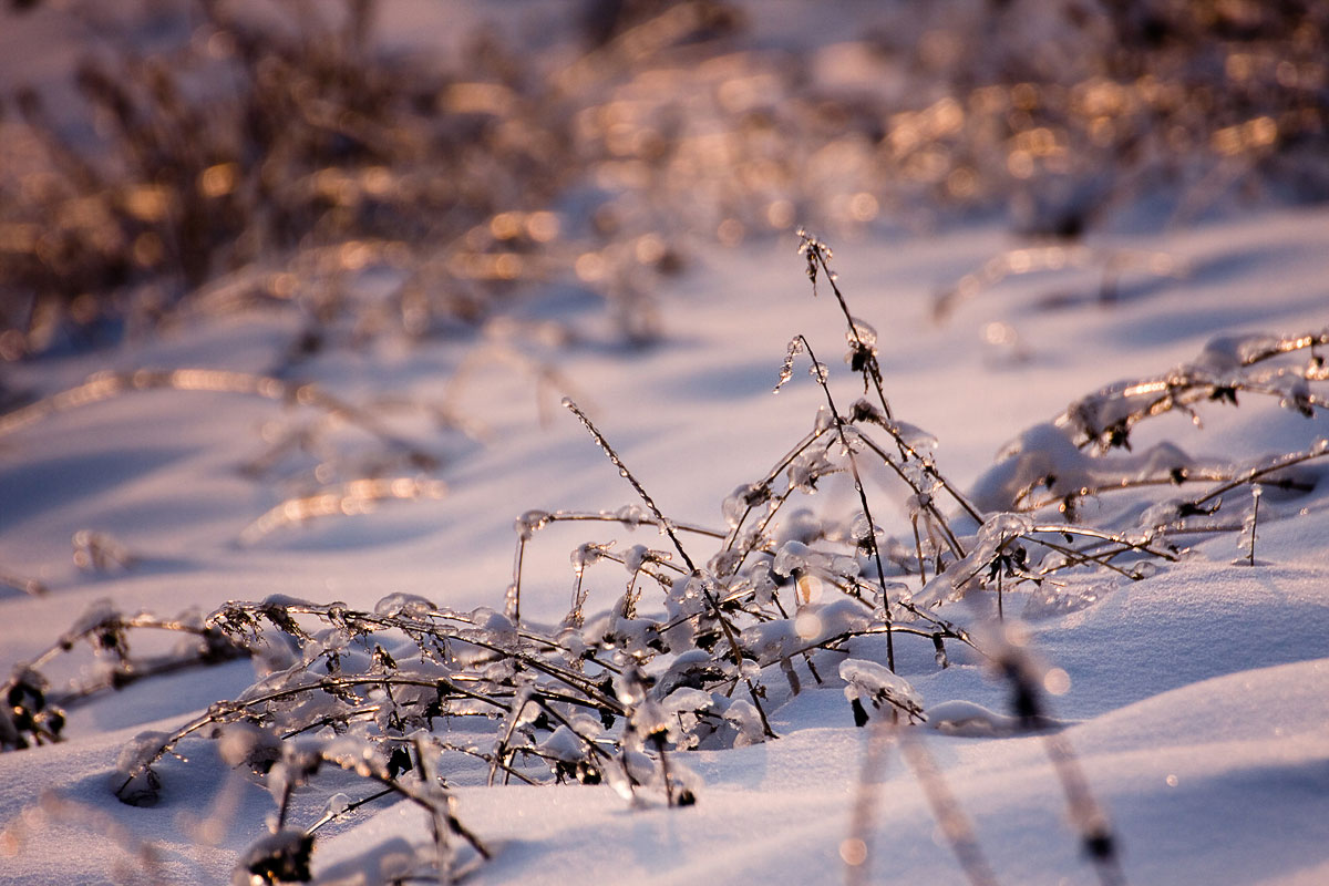 oblodzona trawa na polu w Mogilanach zimą