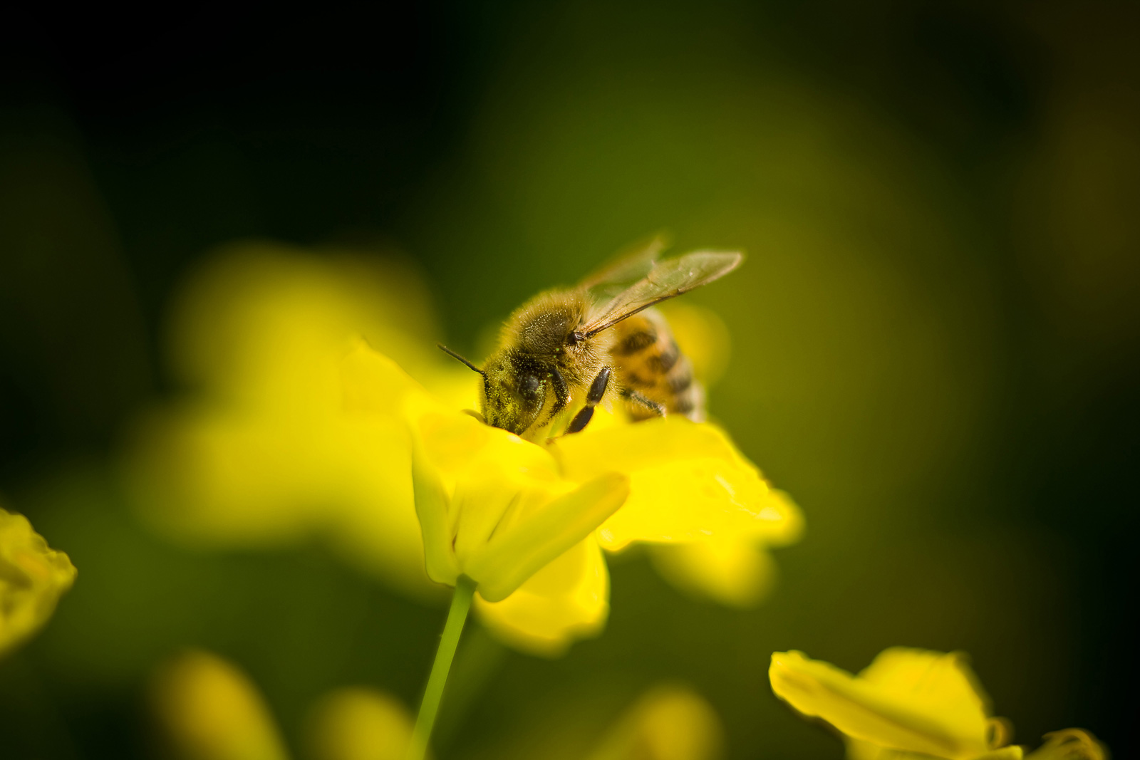 pracowita wiosna na polach rzepaku w ykonaniu pszczół