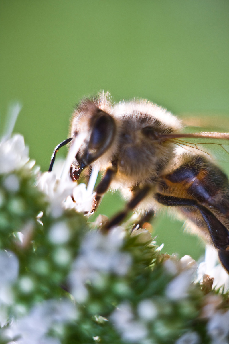 pszczoła zbierajaca pyłek z kwiatu mięty