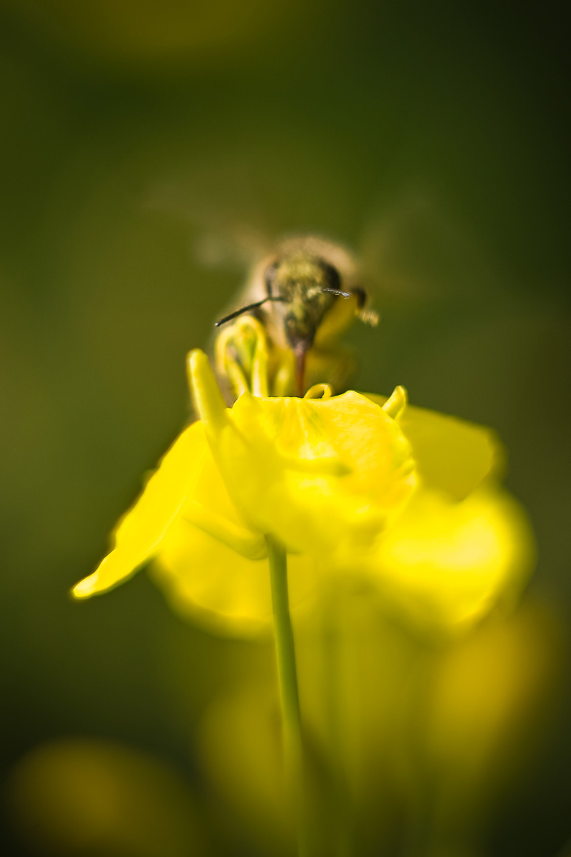 czólki pszczoły zapylającej rzepak