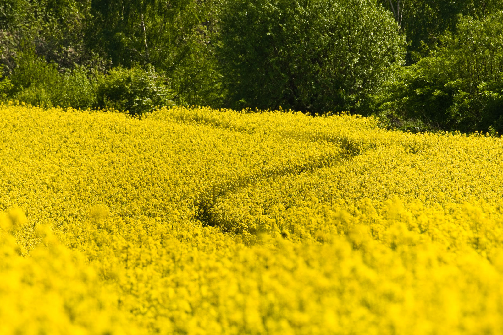 ścieżka wśród rzepaku na polach wiosną w ololicy Gminy Mogilany
