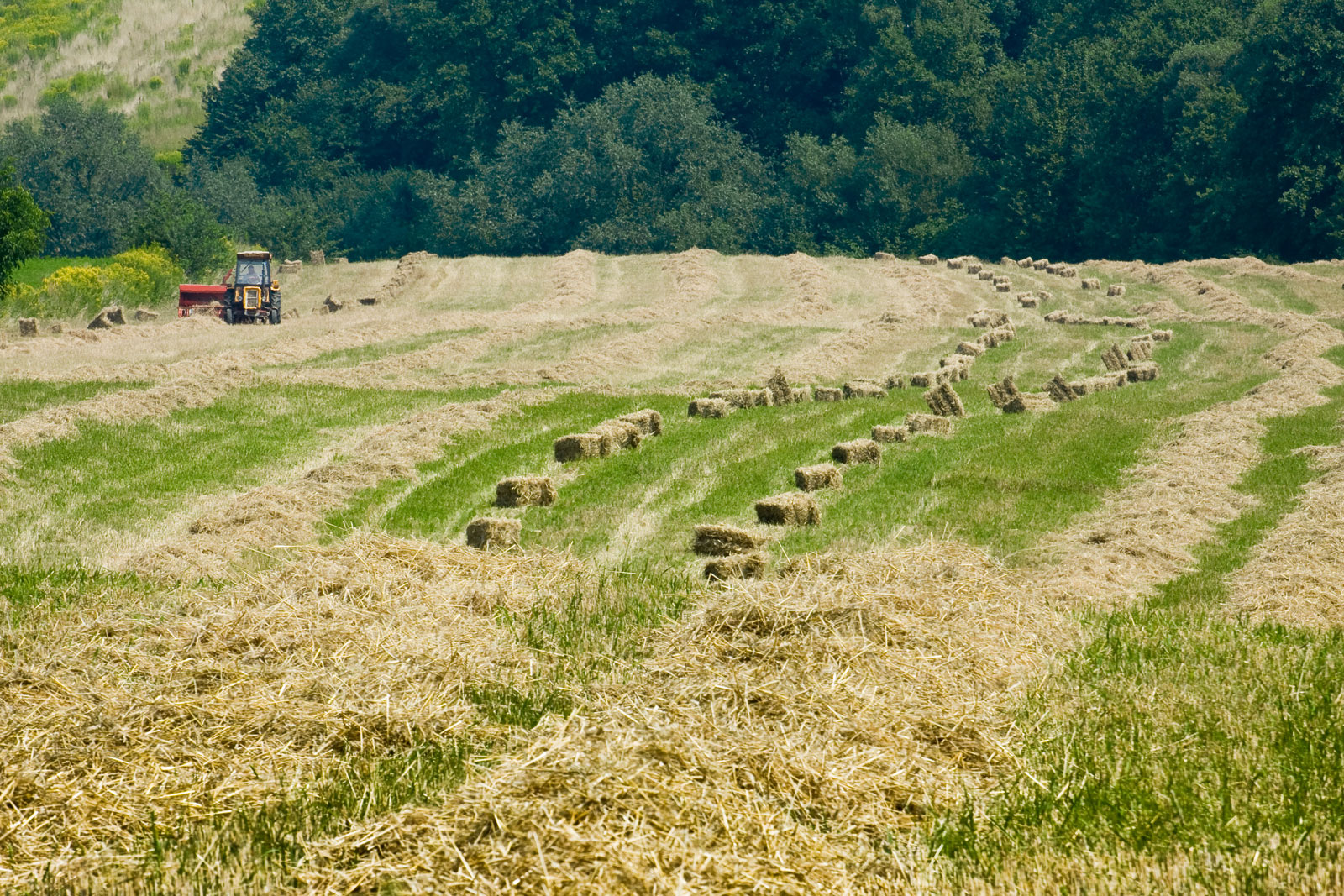 sianokosy w Mogilanach - traktor z prasą do siana na polach oraz sprasowane bele w kostkę