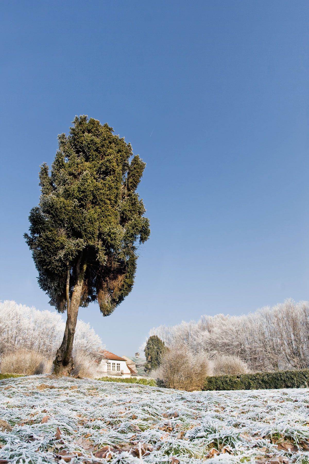 sosna limba w oszronionym ogrodzie włoskim - dwór z parkiem w Mogilanach pod Krakowem