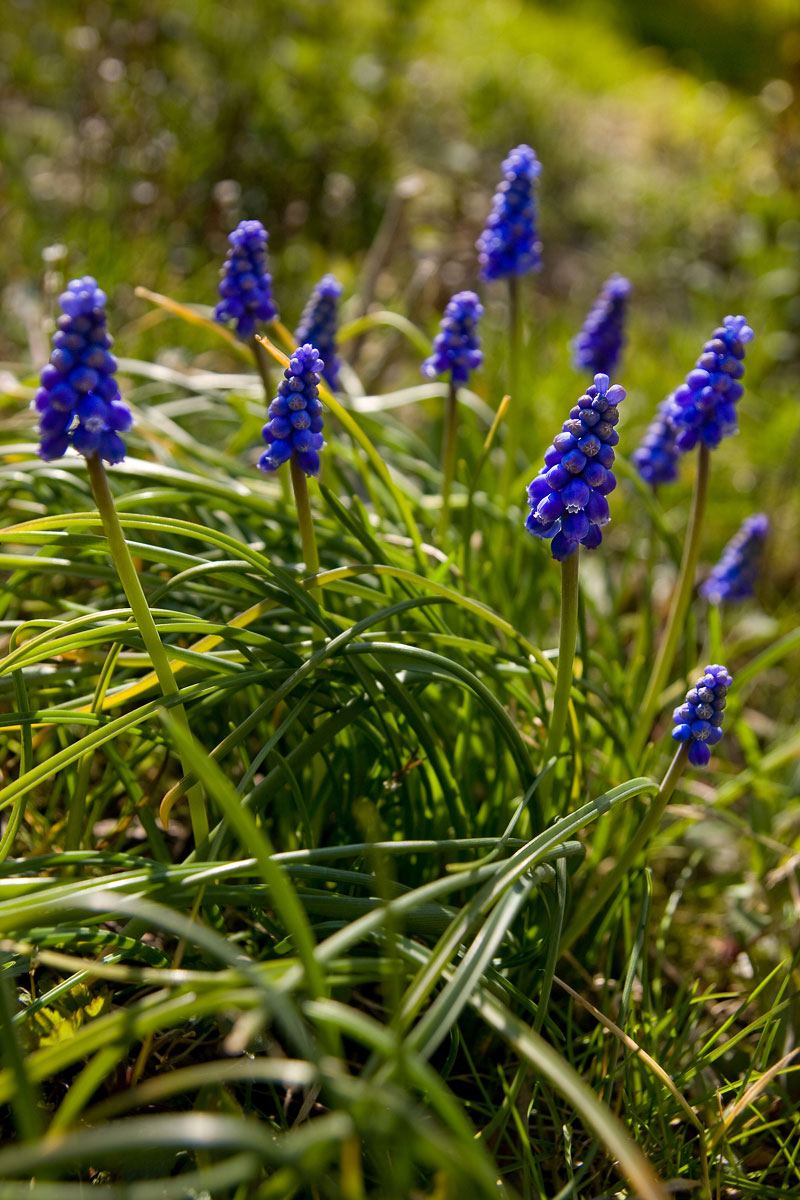 szafirki - popularny niebieski kwiat wiosenny