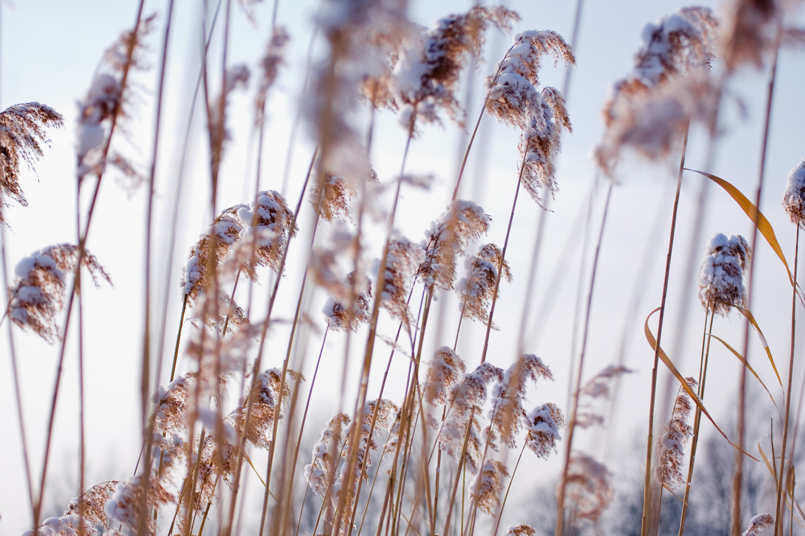 trawy na polach w Mogilanach zimą pokryte śniegiem
