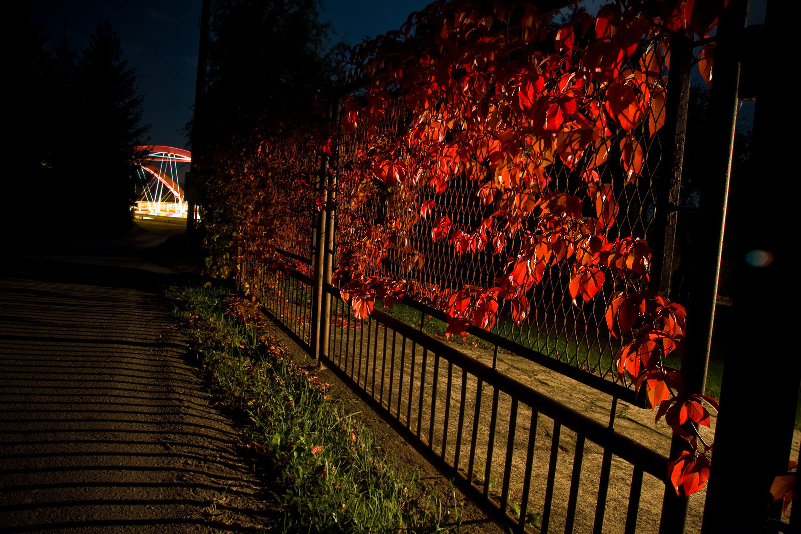 czerwone liście jesiennym wieczorem w Mogilnach przy wiadukcie
