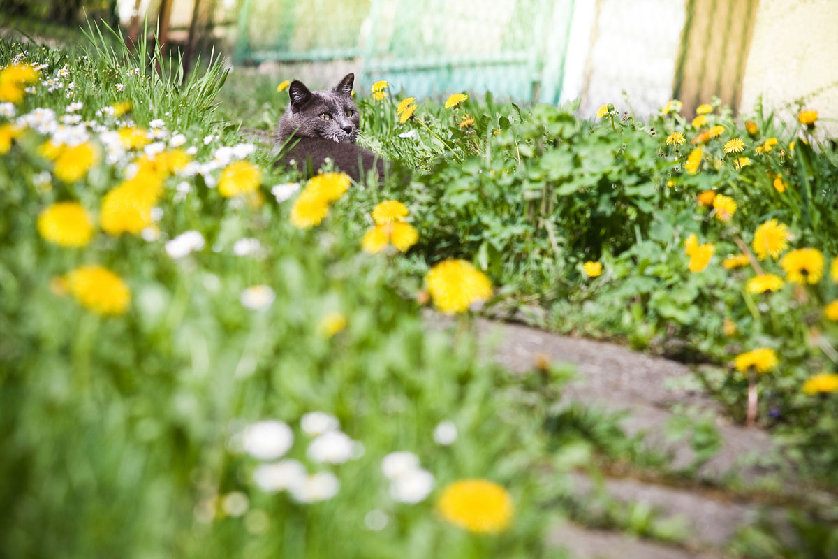 wiosna prowincjnalna kot ogrzewający sie na płytkach na tle mleczy