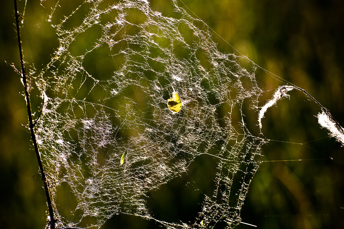 pająk ukryty za lisciem na wiosennej pajęczynie - gm. Mogilany