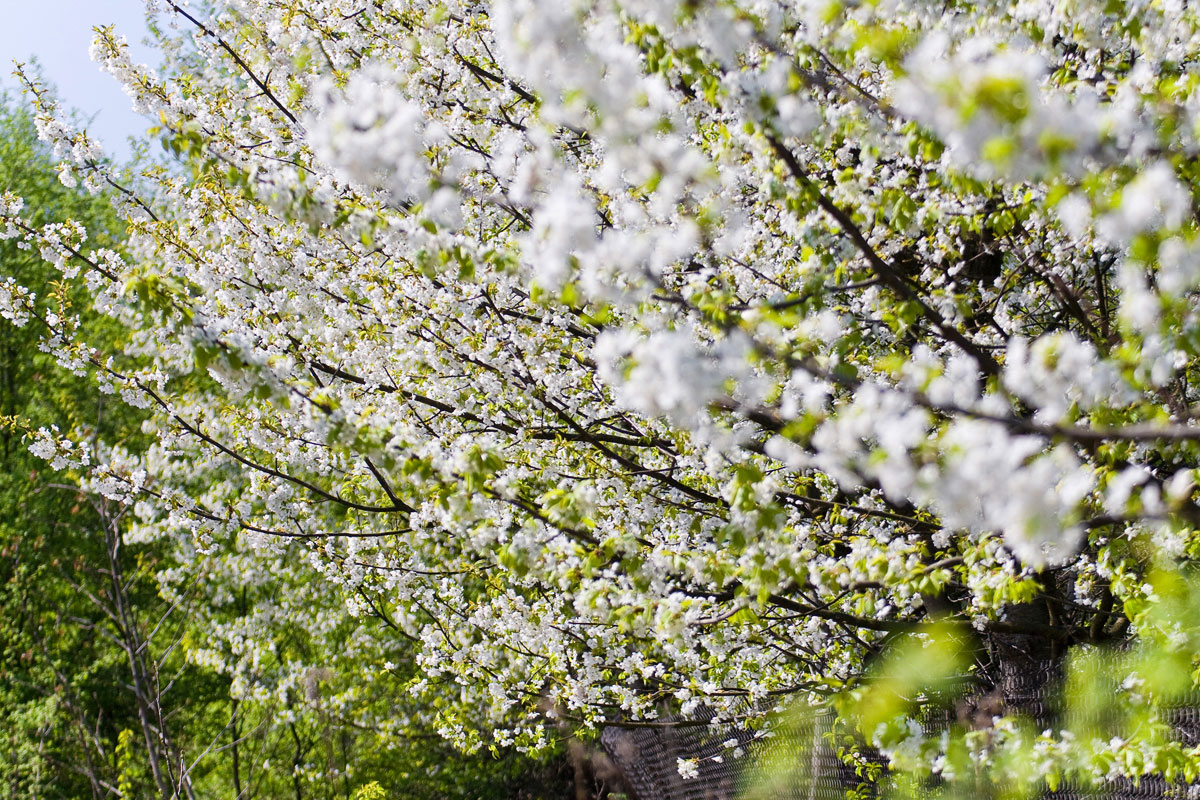 kwitnące drzewa owocowe na wiosnę w Mogilanach