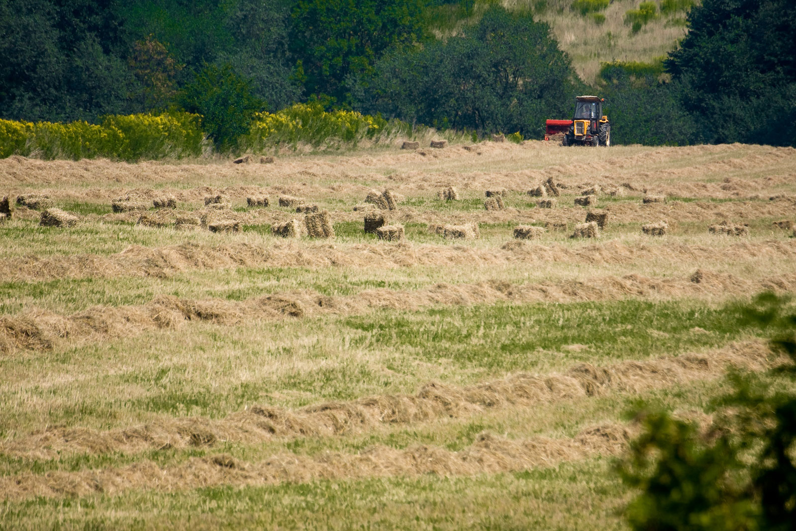 zbieranie siana latem na polach w Mogilanach pod Krakowem przy pomocy ciągnika i prasowalnicy