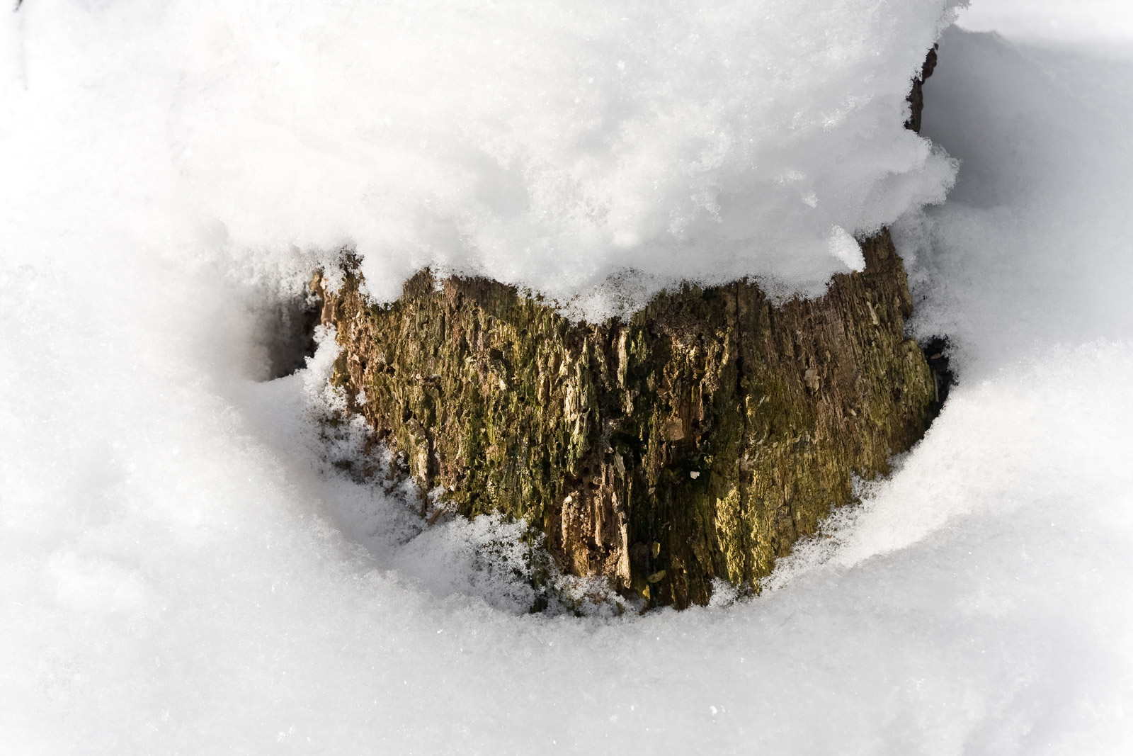butwiejący pień w mogilańskim lesie w śnieżnej pokrywie
